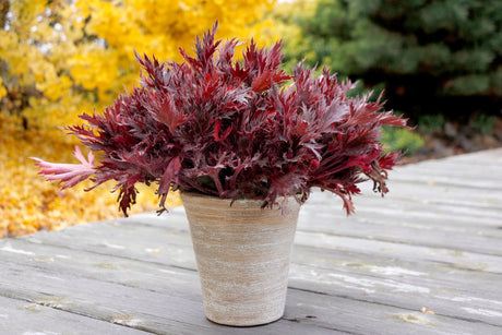 FYRE WING Spinel coral bells in a tan container on a deck with wine-colored foliage