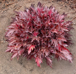 FYRE WING Spinel coral bells plush mound of wine red foliage