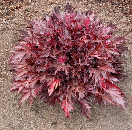 FYRE WING Spinel coral bells plush mound of wine red foliage