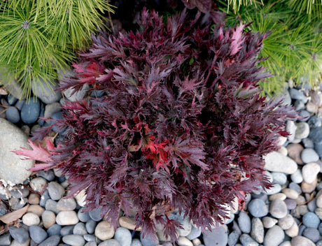 FYRE WING Spinel coral bells among river stones with dark wine lacy leaves