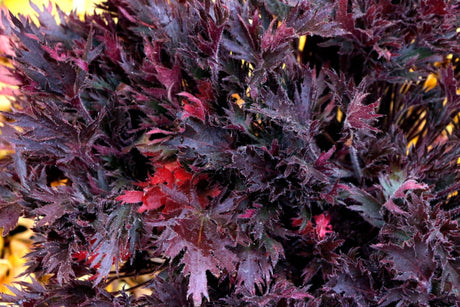 Close-up of FYRE WING Spinel coral bells purple-bronze foliage with red highlights