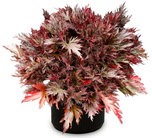 FYRE WING Spinel coral bells in a black nursery pot, wine and purple-bronze lace-cut leaves