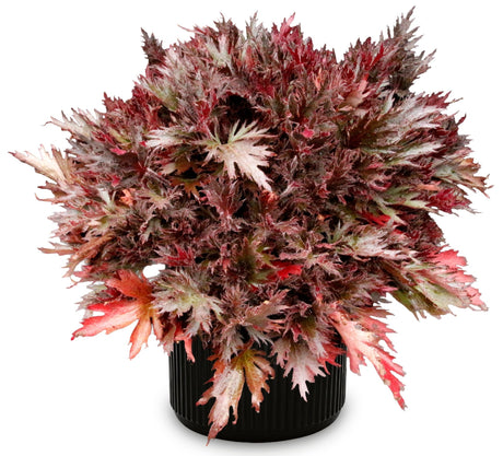 FYRE WING Spinel coral bells in a black nursery pot, wine and purple-bronze lace-cut leaves