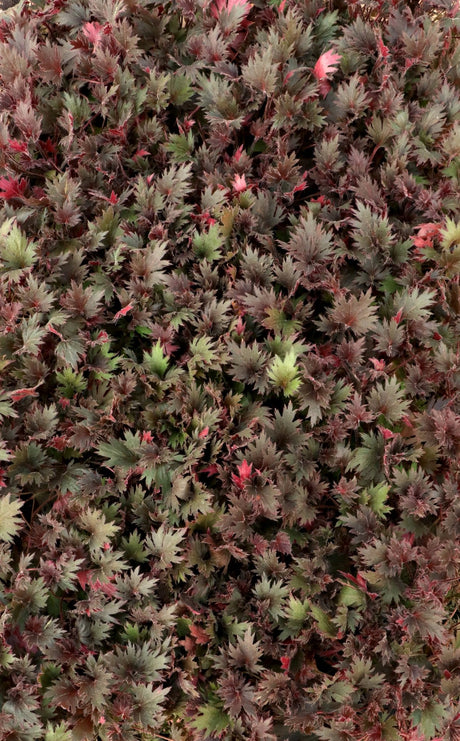 Massed FYRE WING Spinel coral bells with wine and red foliage