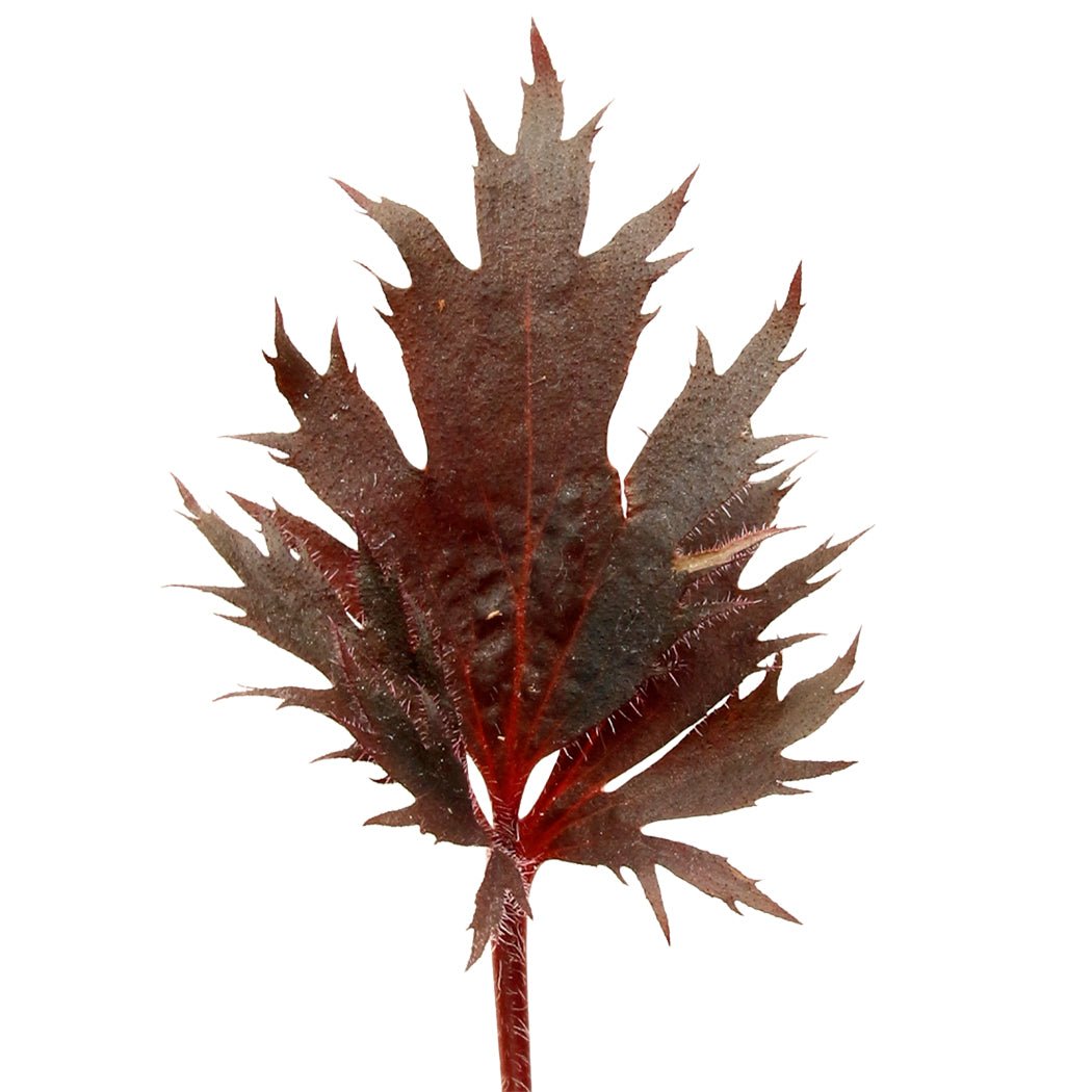 Single deeply cut purple-bronze leaf of FYRE WING Spinel coral bells