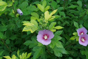 Paraplu Adorned® Rose of Sharon