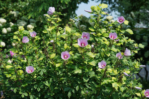Paraplu Adorned® Rose of Sharon