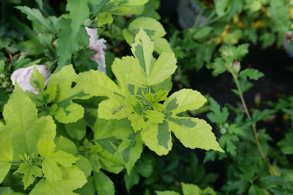 Paraplu Adorned® Rose of Sharon