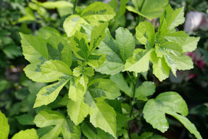 Paraplu Adorned® Rose of Sharon