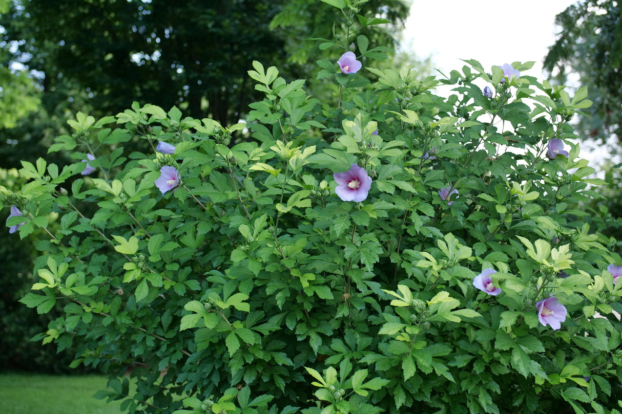 Paraplu Adorned® Rose of Sharon