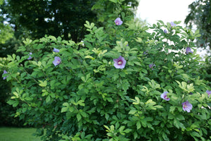 Paraplu Adorned® Rose of Sharon