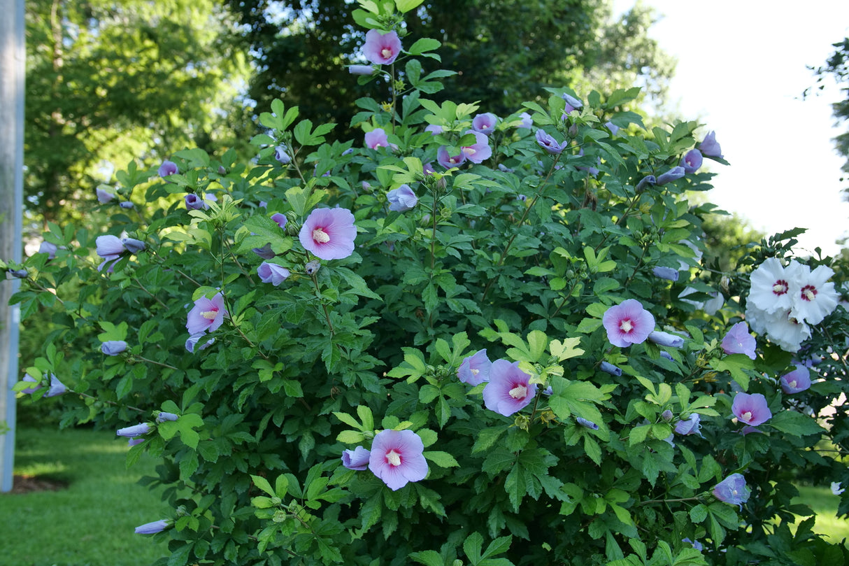 Paraplu Adorned® Rose of Sharon