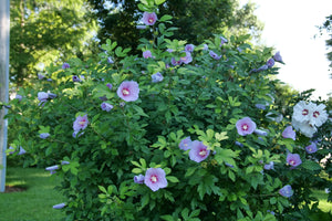 Paraplu Adorned® Rose of Sharon