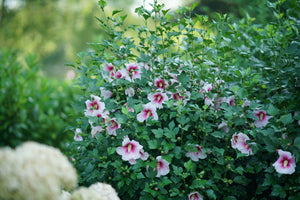 Paraplu Pink Ink® Rose of Sharon