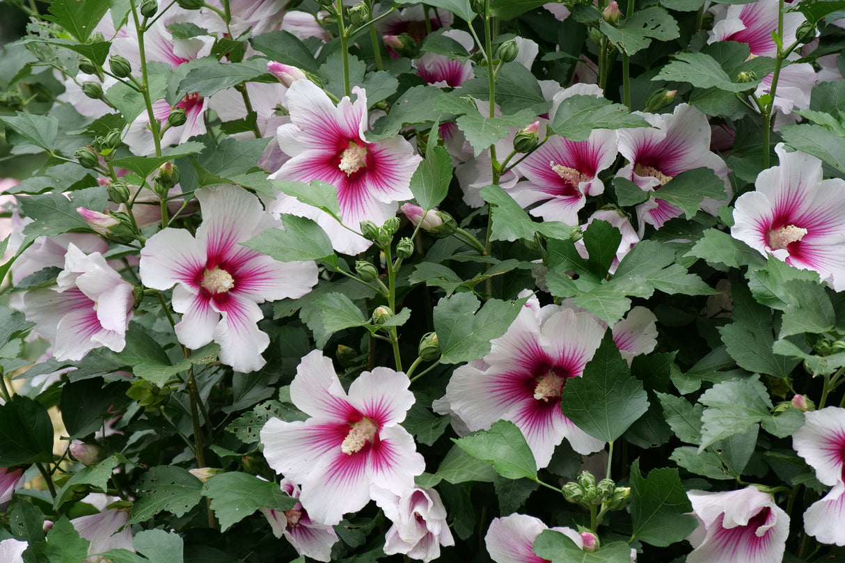 Paraplu Pink Ink® Rose of Sharon