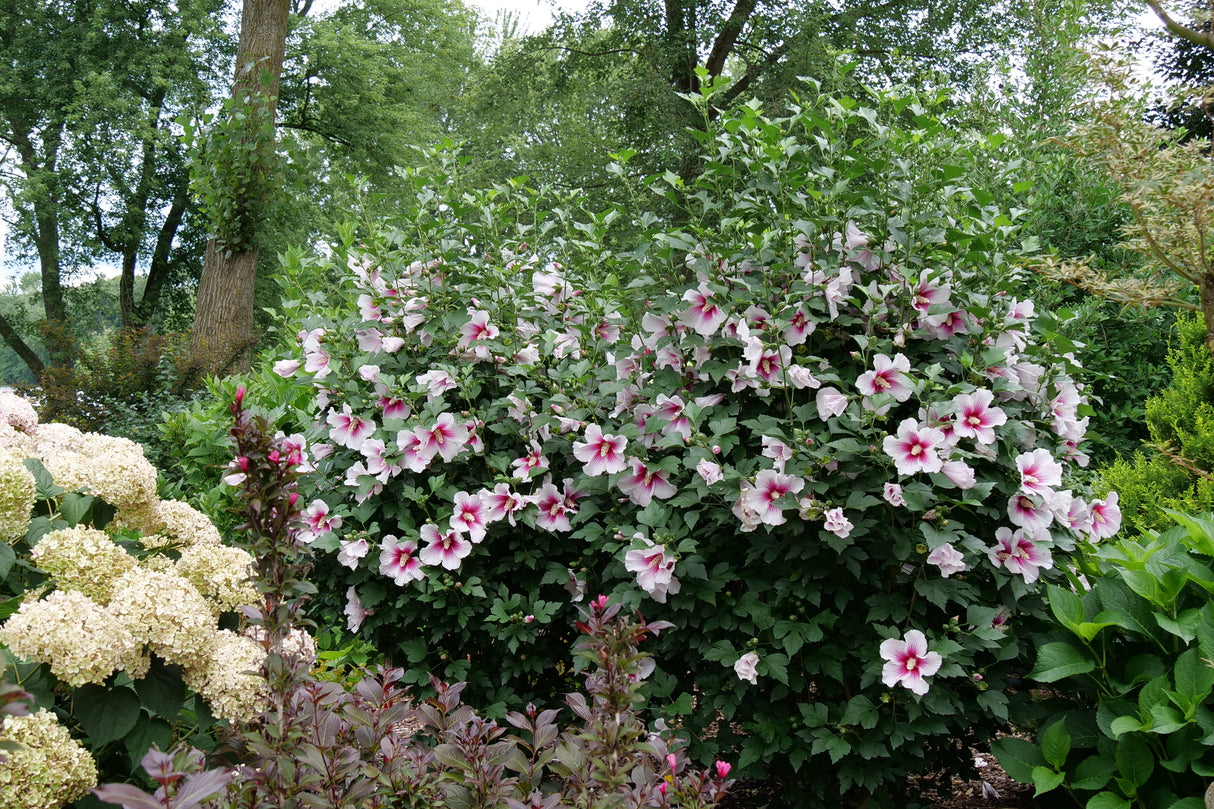 Paraplu Pink Ink® Rose of Sharon