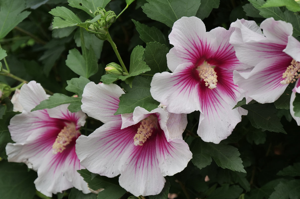 Paraplu Pink Ink® Rose of Sharon