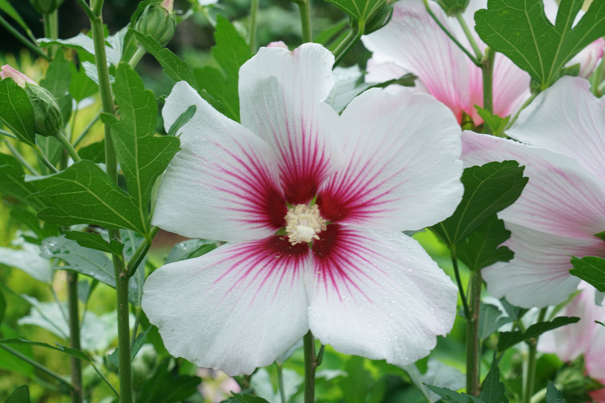 Paraplu Pink Ink® Rose of Sharon