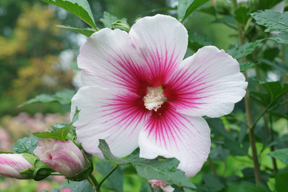 Paraplu Pink Ink® Rose of Sharon