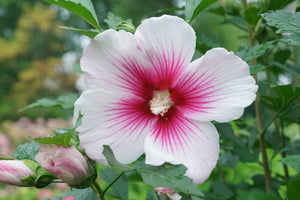 Paraplu Pink Ink® Rose of Sharon
