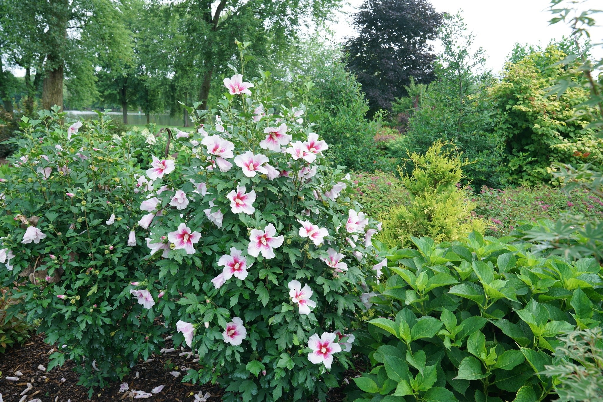Paraplu Pink Ink® Rose of Sharon | Buy at NatureHills.com