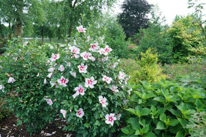 Paraplu Pink Ink® Rose of Sharon