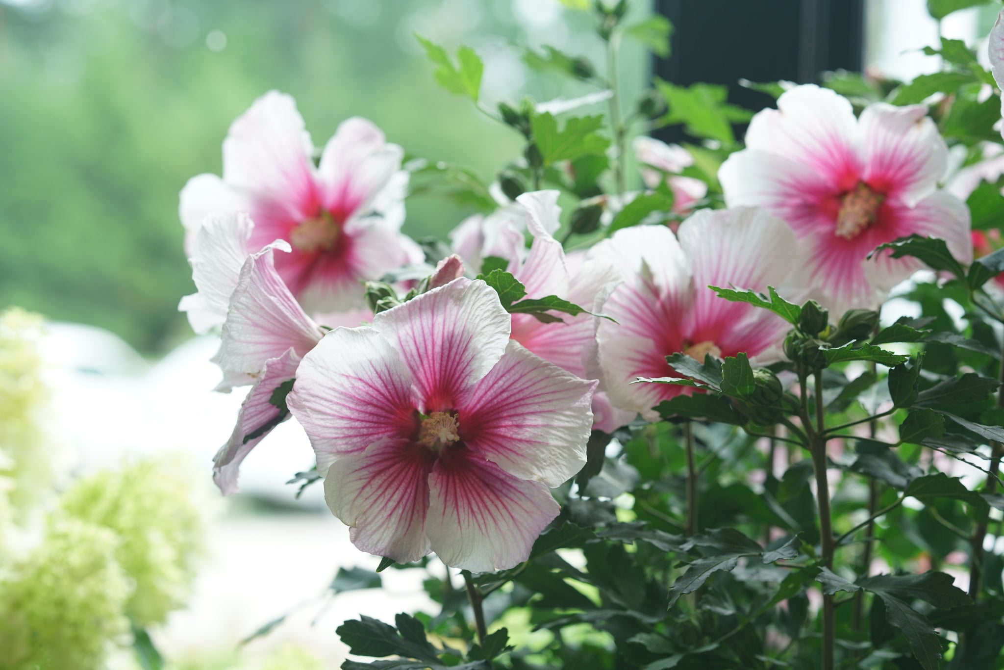 Paraplu Pink Ink® Rose of Sharon | Buy at NatureHills.com