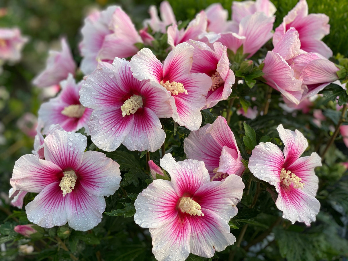Paraplu Pink Ink® Rose of Sharon