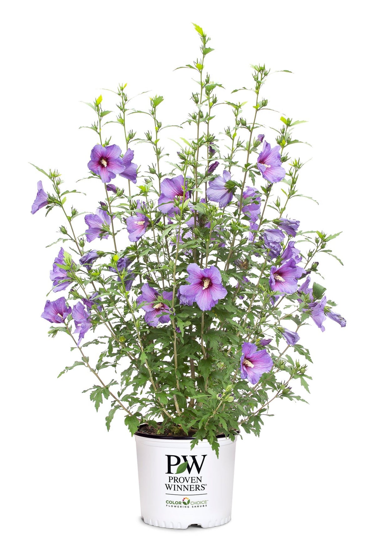 Paraplu Violet® Rose of Sharon