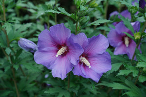 Paraplu Violet® Rose of Sharon