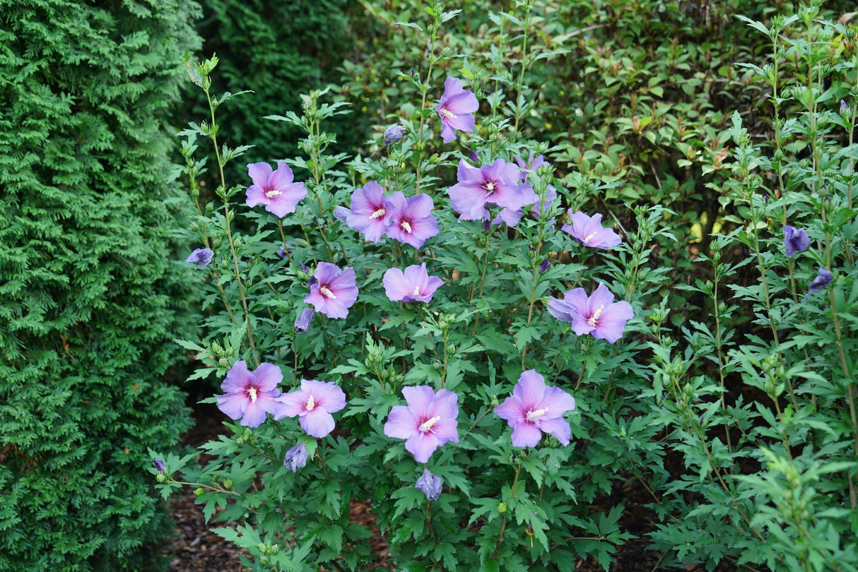 Paraplu Violet® Rose of Sharon