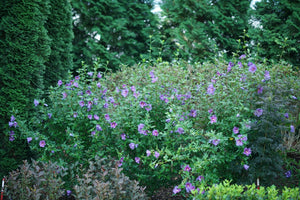Paraplu Violet® Rose of Sharon