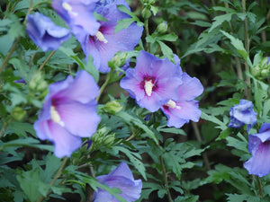 Paraplu Violet® Rose of Sharon
