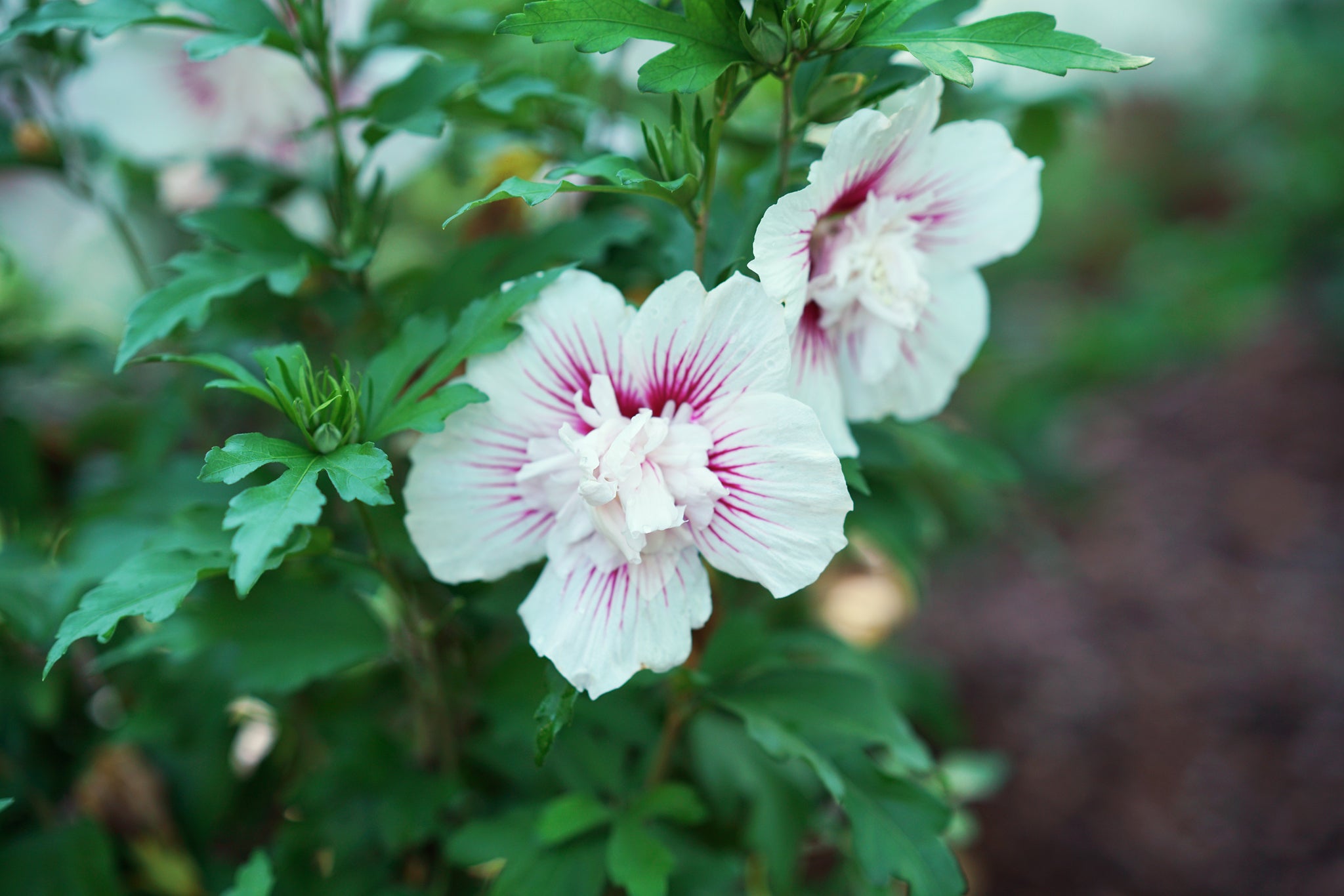 Starblast Chiffon Rose of Sharon | Buy at NatureHills.com