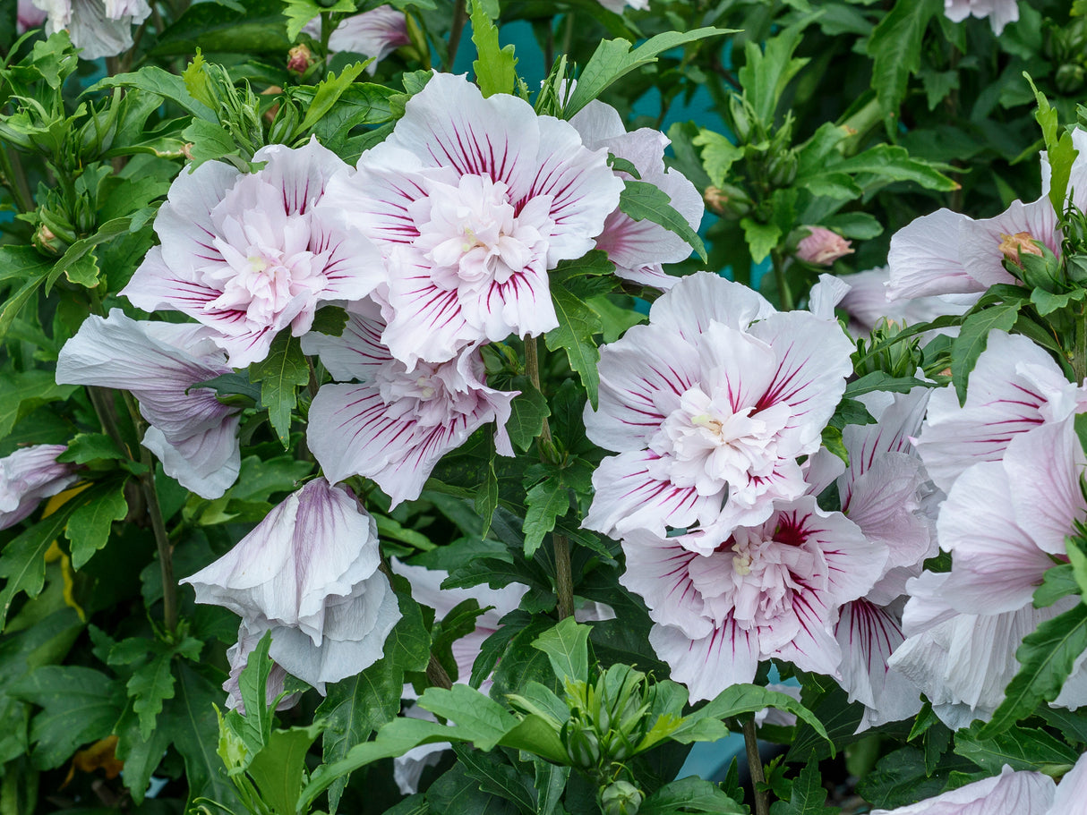 Starblast Chiffon® Rose of Sharon