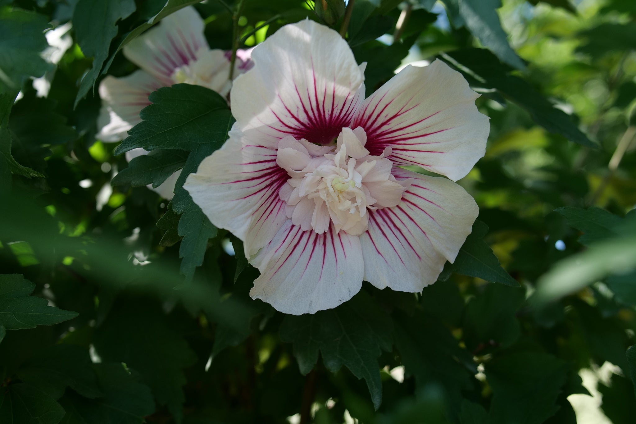Starblast Chiffon Rose of Sharon | Buy at NatureHills.com