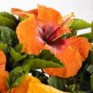 Hollywood Hibiscus™ Disco Diva™