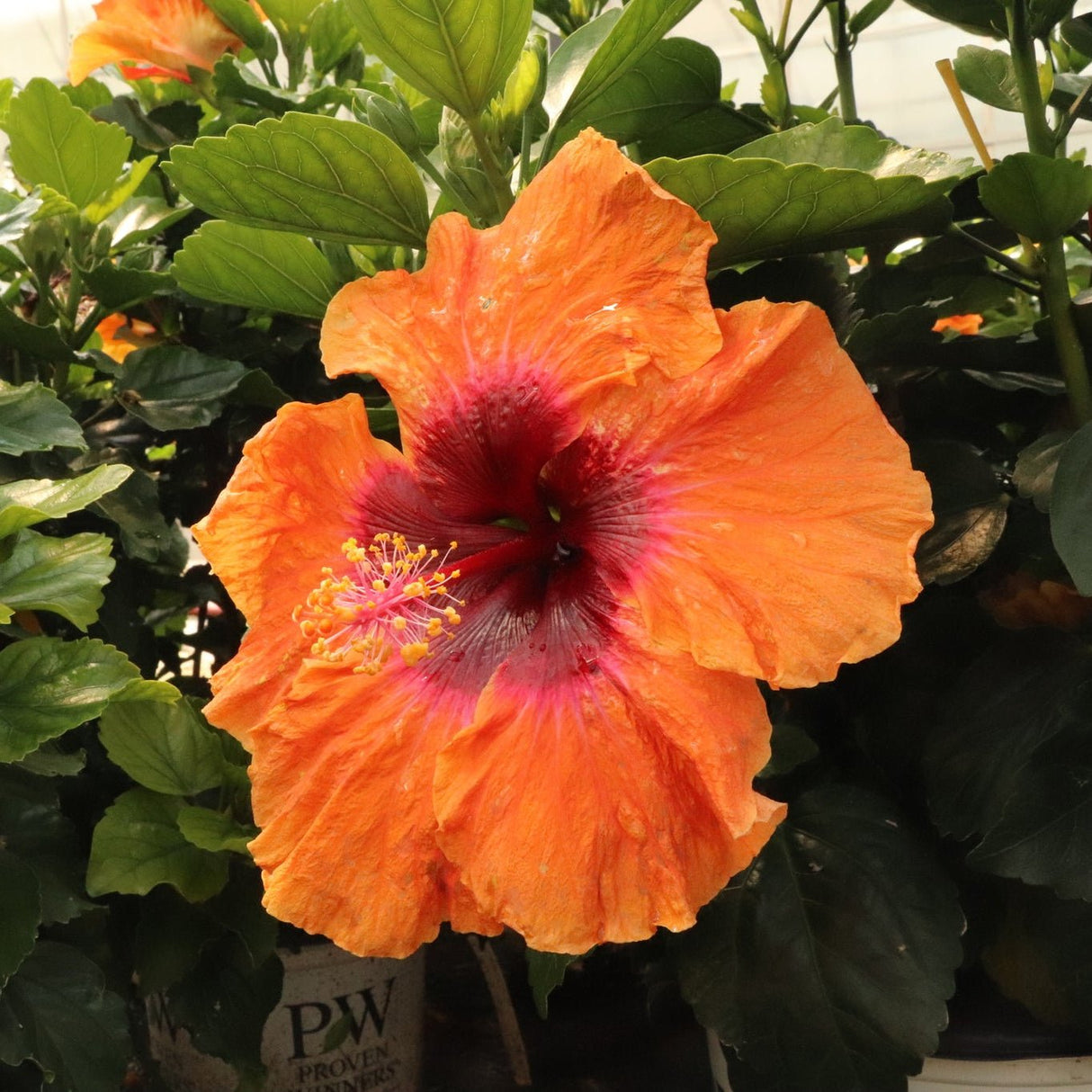 Hollywood Hibiscus™ Disco Diva™