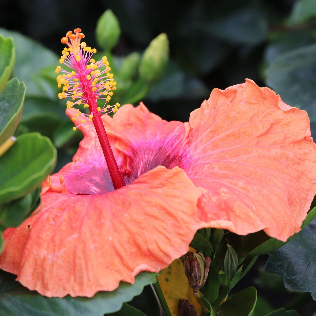 Hollywood Hibiscus™ Disco Diva™