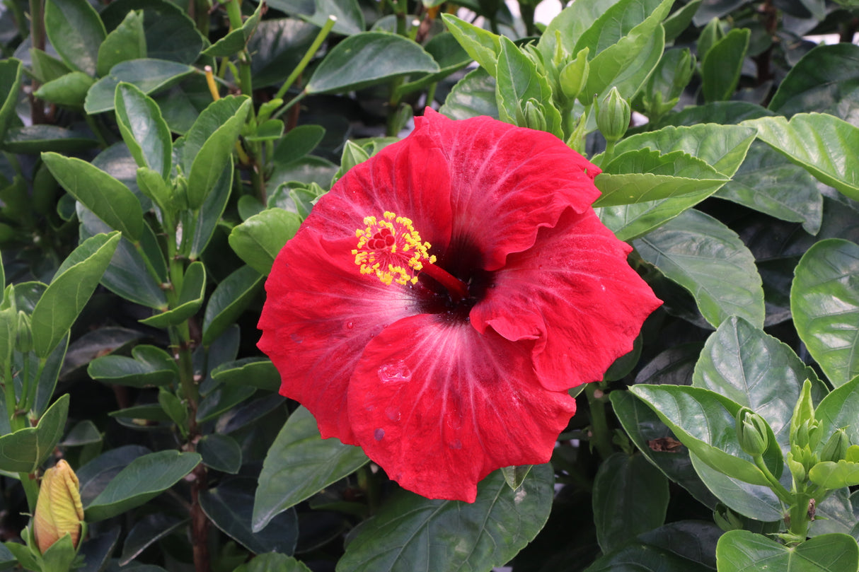 Hollywood Hibiscus™ Hot Shot™