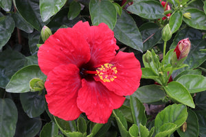 Hollywood Hibiscus™ Hot Shot™