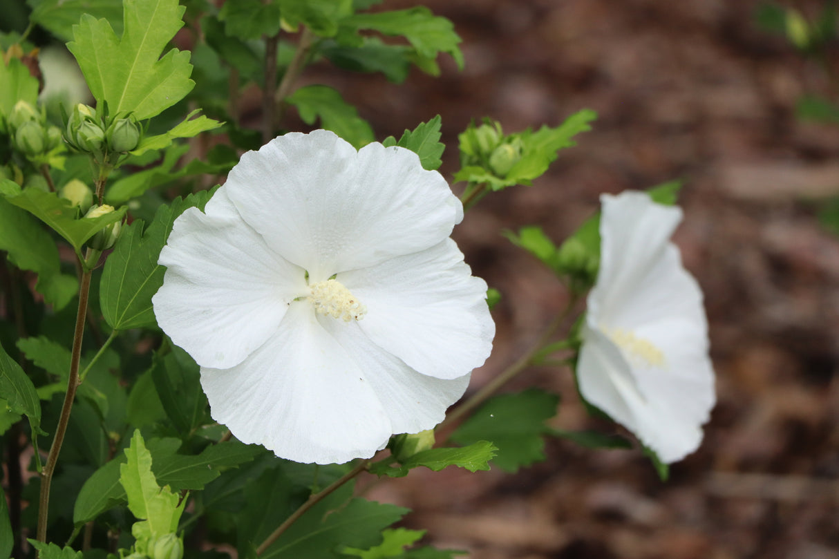 Paraplu® Pure White Rose of Sharon