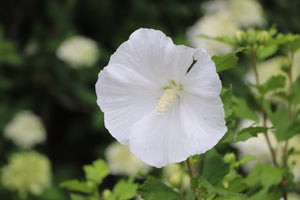 Paraplu® Pure White Rose of Sharon