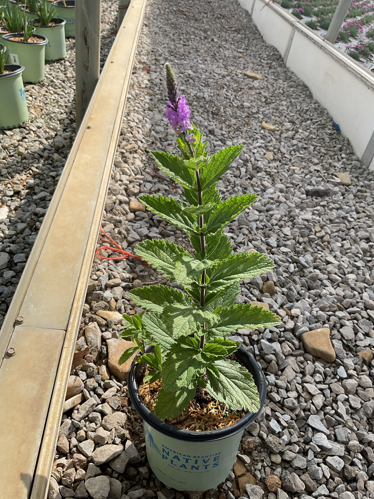 Hoary Vervain
