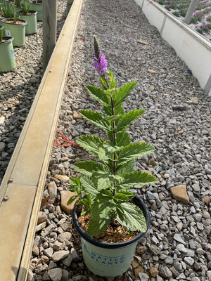 Hoary Vervain