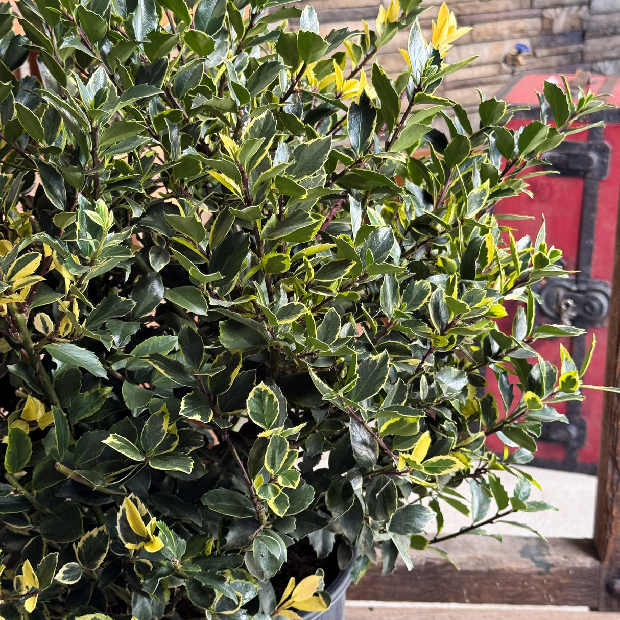 Brighten your Christmas garden with the Honey Maid Holly. Its glossy green and gold variegated leaves pair beautifully with red berries for a classic holiday look and all-winter appeal.