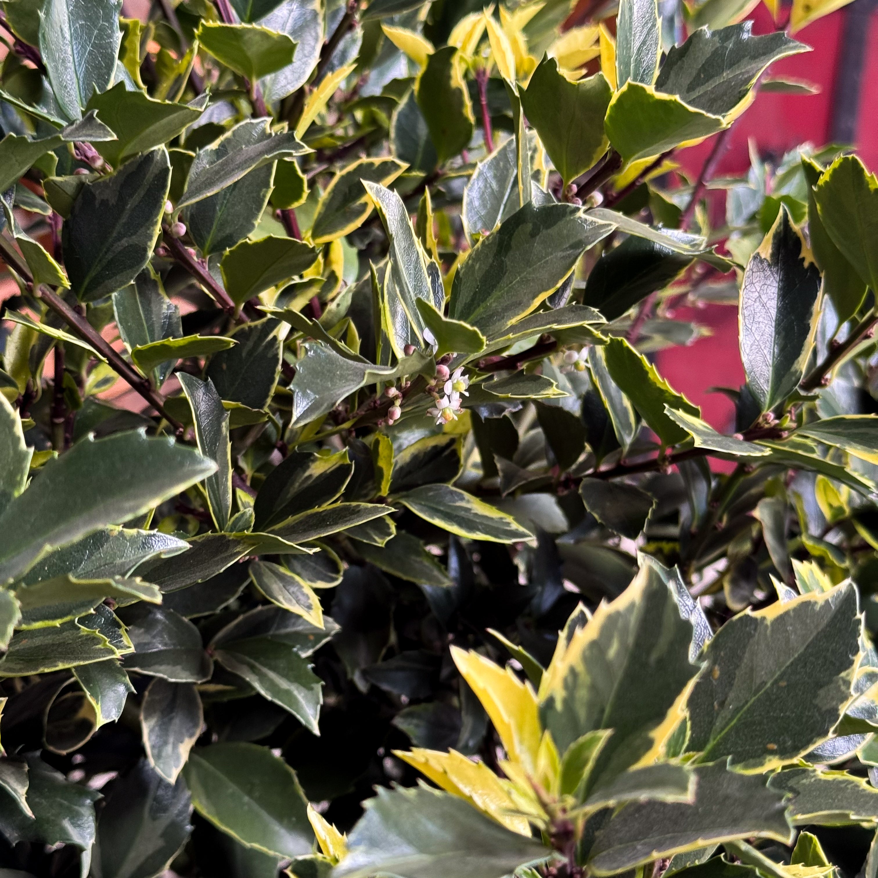 Brighten your Christmas garden with the Honey Maid Holly. Its glossy green and gold variegated leaves pair beautifully with red berries for a classic holiday look and all-winter appeal.