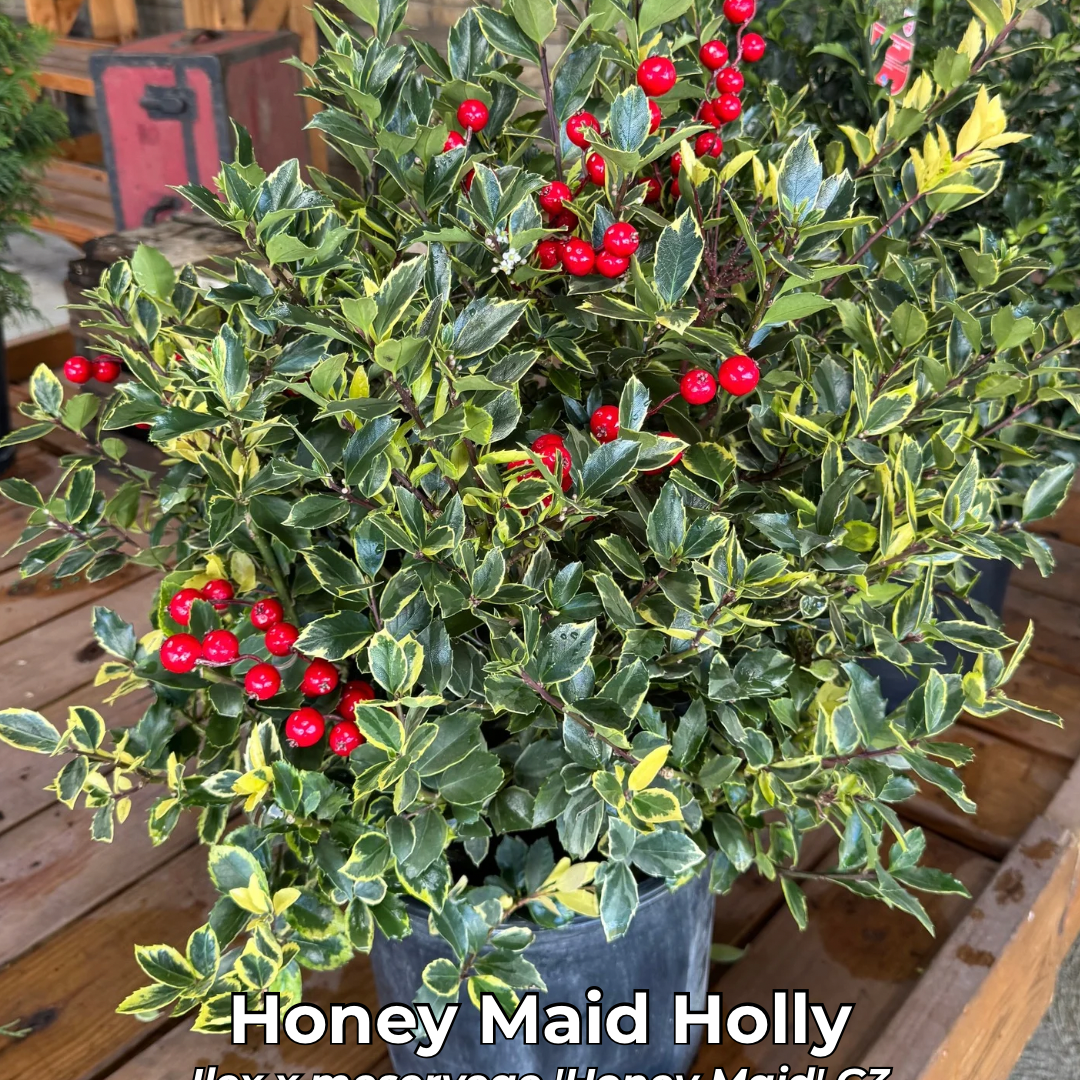 Brighten your Christmas garden with the Honey Maid Holly. Its glossy green and gold variegated leaves pair beautifully with red berries for a classic holiday look and all-winter appeal.
