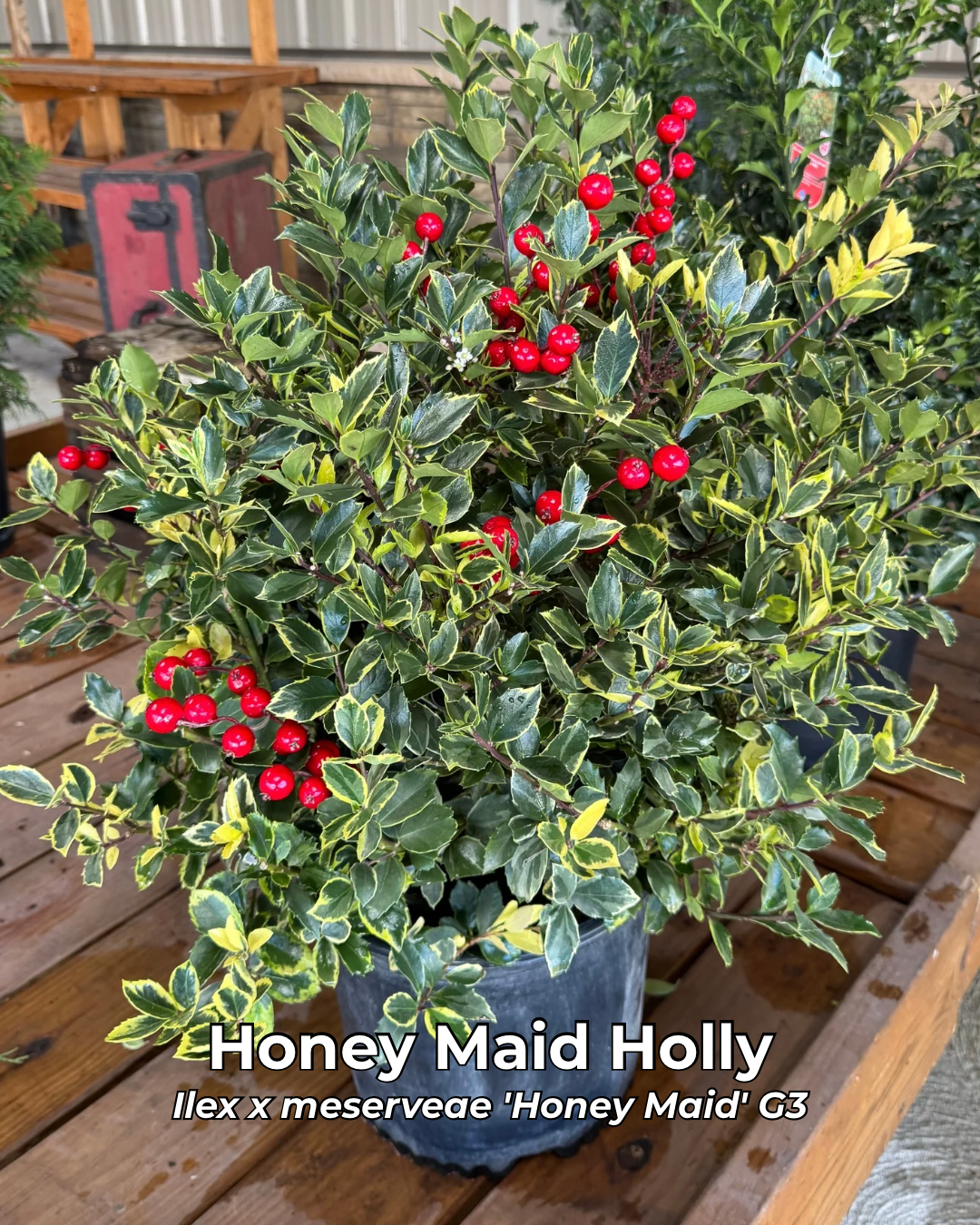 Brighten your Christmas garden with the Honey Maid Holly. Its glossy green and gold variegated leaves pair beautifully with red berries for a classic holiday look and all-winter appeal.