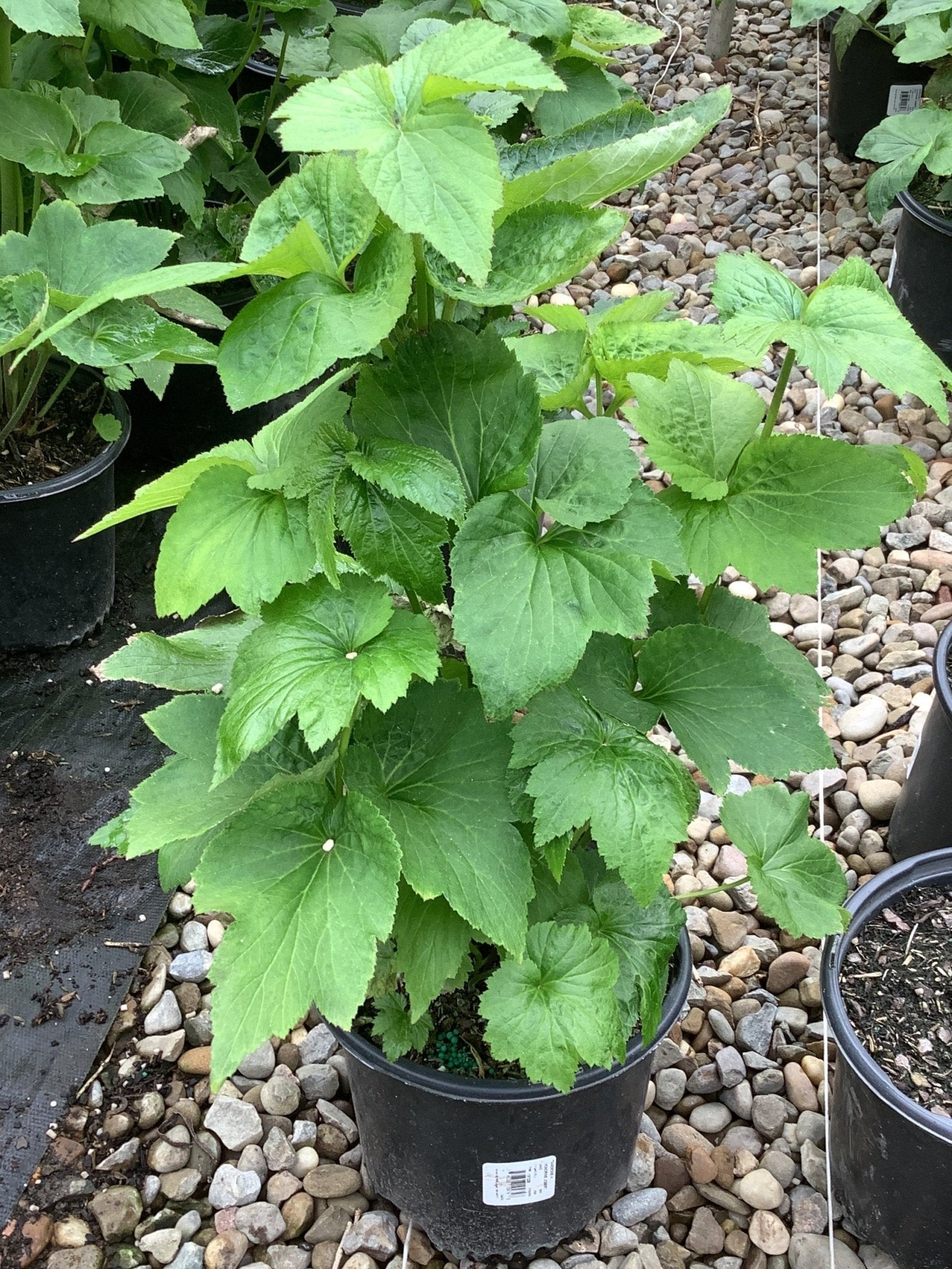 Honorine Jobert Japanese Anemone | Buy at NatureHills.com